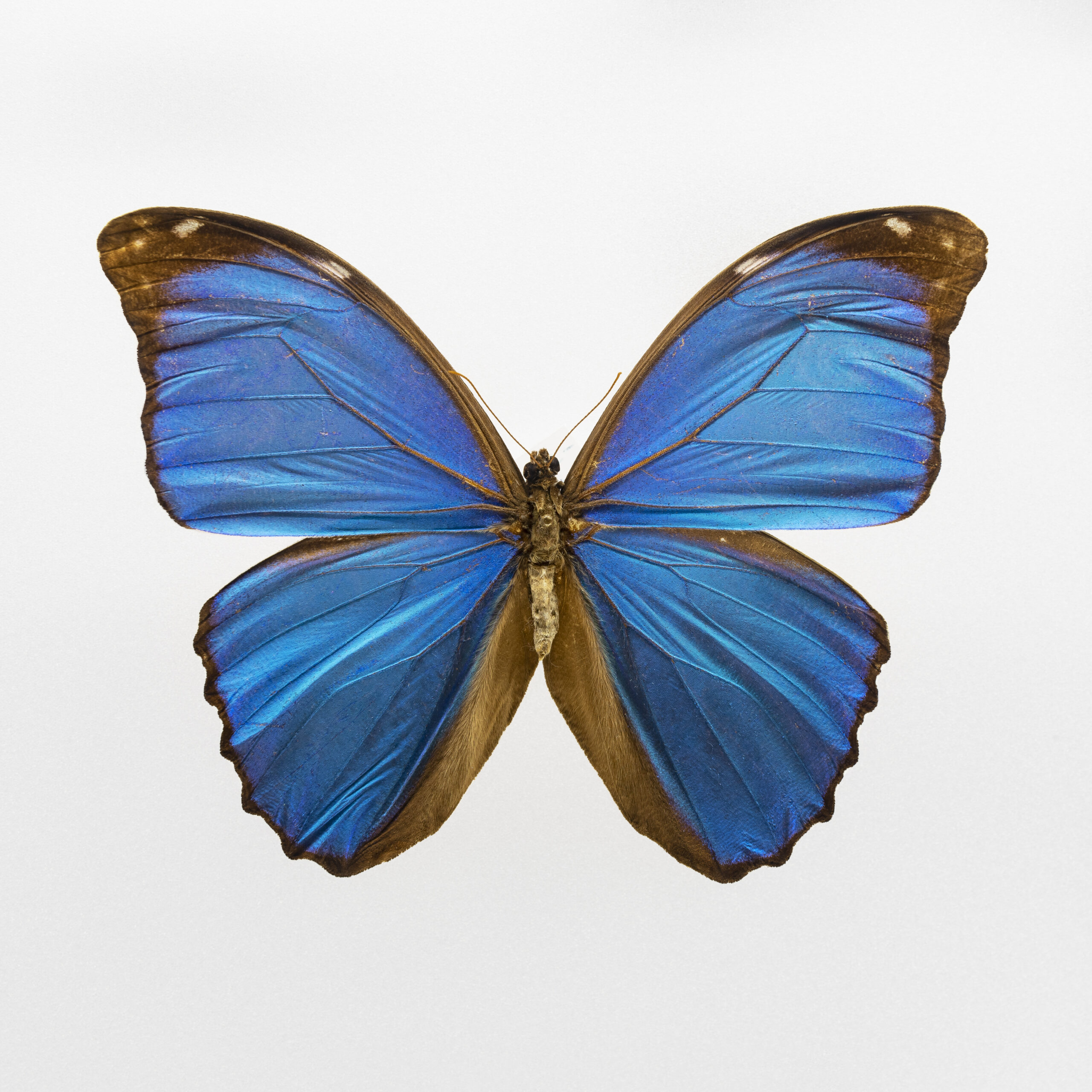 200 Jahre Museum Wiesbaden